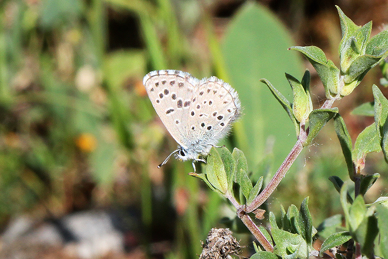 Scolitantides abencerragus